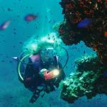 Mero Diving Cala Ratjada