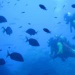Mero Diving Cala Ratjada