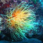 Unterwasserwelt Mallorca