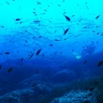 Unterwasserwelt Mallorca