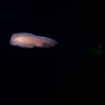 Under water world Mayorca