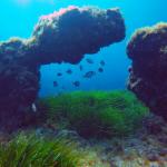 Under water world Mayorca