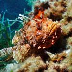 Under water world Mayorca