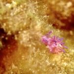 Under water world Mayorca