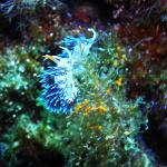 Unterwasserwelt Mallorca