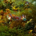 Under water world Mayorca