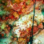 Under water world Mayorca