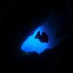 Unterwasserwelt Mallorca