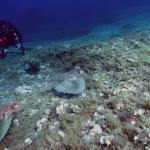 Under water world Mayorca