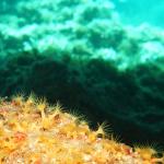 Unterwasserwelt Mallorca