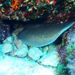 Under water world Mayorca