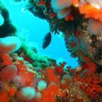 Under water world Mayorca