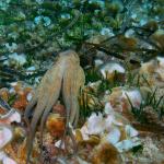 Under water world Mayorca