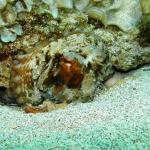 Unterwasserwelt Mallorca