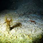 Under water world Mayorca