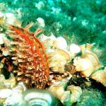 Under water world Mayorca