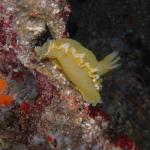 Unterwasserwelt Mallorca