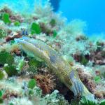 Under water world Mayorca