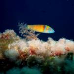 Under water world Mayorca